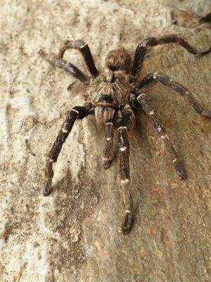  Baboon Spider: Un Maître Déguisé en Feuilles Pour Piéger Sa Proie Savoureuse!