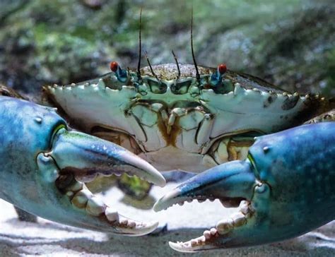  Vérifier le Crabe-Violin: Un Crustacé Captivant Qui Remue Ses Pinces de Joie en Sous-Marins Profonds!