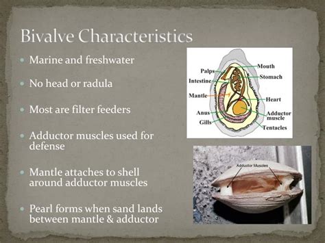  Élégante Écaille: Une Créature Bivalve Qui Possède Des Traits Déconcertants De Filtreur Et D'Habitant Sédentaire