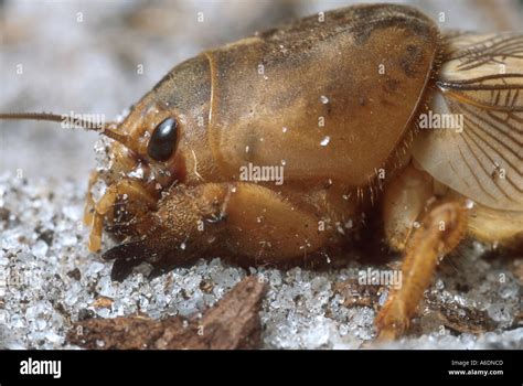  Gryllotalpa! Un Insectes Fouisseur Qui Chante Sous Terre et Se Déplace avec Précision