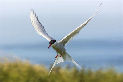  Le Sterne ! Un Oiseau Marin Qui A Dépassé L'Art du Plongeon avec un Flair Improbable pour la Mode.