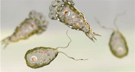  Naegleria fowleri: Un protiste libre et solitaire capable de déclencher une méningite foudroyante!