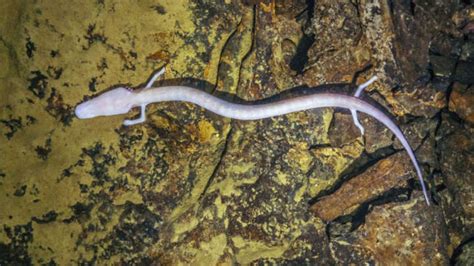  Niphargus! Une créature fascinante vivant dans les eaux souterraines