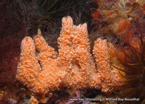  Ulosa! Une Éponge au Coussin Vibrant aux Profondeurs Cachées de la Mer