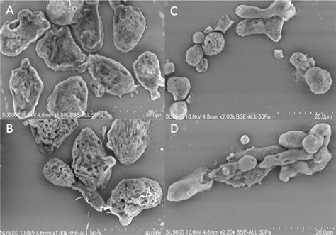  Willaertia magna: Un géant microscopique qui aime les bactéries à la mode du jour!