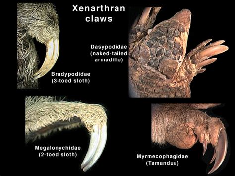  Xénarthre: Un Mammalien Fascinant aux Griffes Puissantes et au Métabolisme Lentement Incandescent!