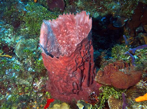  Xestospongia muta : un animal marin fascinant aux pouvoirs de régénération impressionnants !