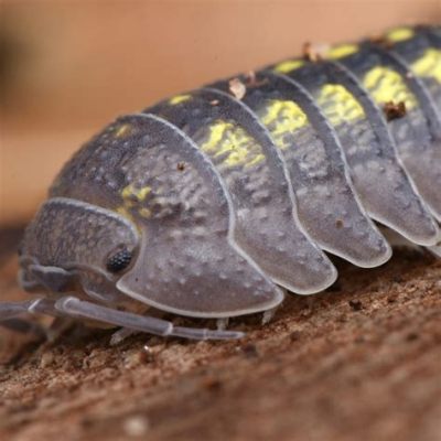  Armadillidium! Découvre L'Incroyable Armure Vivante De Cet Isopode Terrestre.