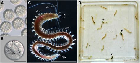  Glycinde: Un animal marin fascinant qui se nourrit de débris organiques et possède une paire de palpes tentaculaires étonnants !