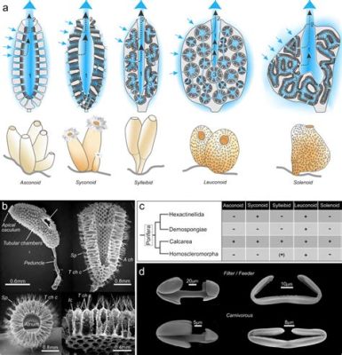  Kelepidae: Découvrez l'éponge à la forme unique qui se nourrit de particules microscopiques!