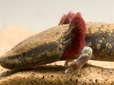  Mudpuppy: Un Amphibien Aquatique Qui Défierait Les Lois de la Nature en Chantant Sous L'Eau !