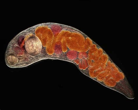  Rhynchodaphis! This Trematode Worm Can Make You Question Everything You Thought You Knew About Parasites