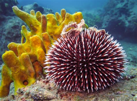 Urchin! Un Animal Marin au Coquillage Étincelant qui Se Fane et Renait Constamment