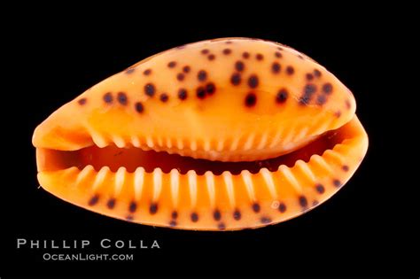  Yellow Cowrie! Une créature fascinante aux couleurs vives qui se déplace avec une élégance presque hypnotique.